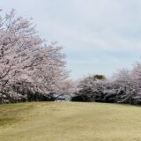 青野山山頂　桜