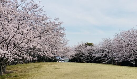 青ノ山山頂 桜の名所 花見と見頃 展望台からの絶景 宇多津町