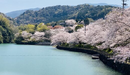道の駅たからだの里さいた 戸川ダムの桜 花見と見頃 三豊市