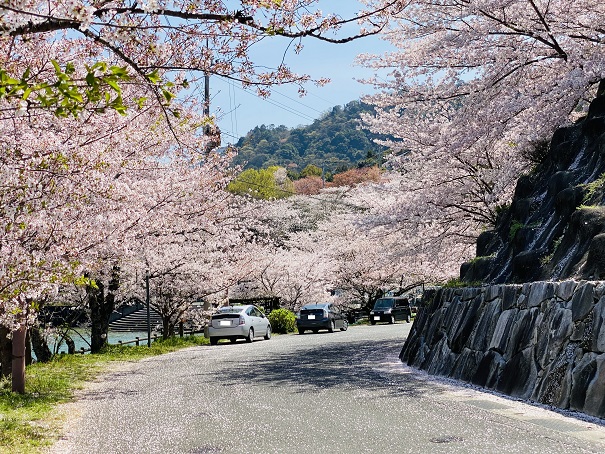戸川ダム　横の道路の桜