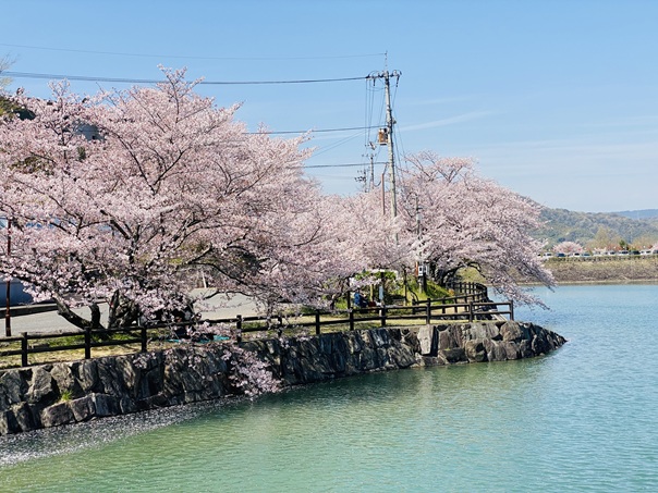 たからだの里さいた　桜と池