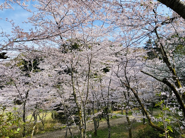 金刀比羅宮　裏参道の桜