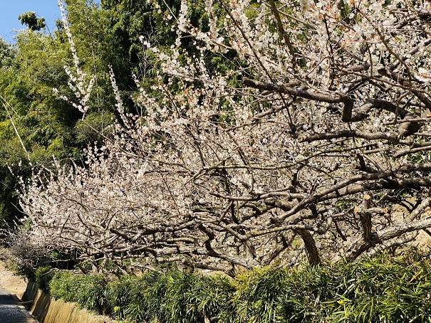 明谷梅林　連なる梅の木