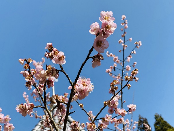 明谷梅林　青い空と梅の花