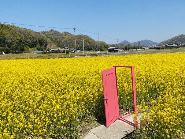 香川県 黄色い菜の花畑 おすすめ鑑賞スポット3選と見頃