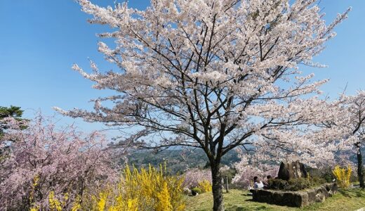 たかうね桜の森公園 60品種2000本の桜の花見と見頃 高梁市