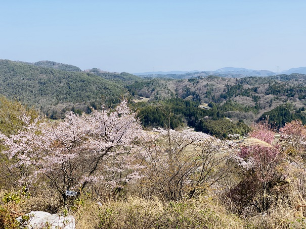 たかうね桜の森公園　桜と里山