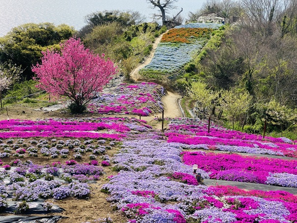 志々島　花畑