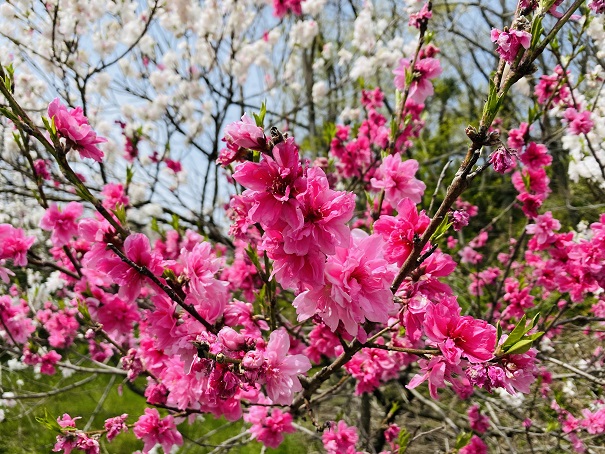 満水池公園　桃の花
