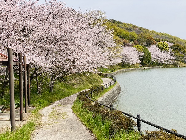 満水池公園　桜　遊歩道