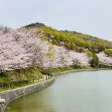 満水池公園　桜
