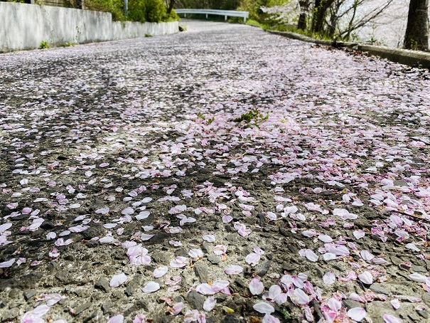満水池　桜の絨毯