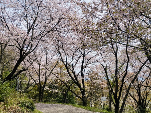 満水池公園　東光寺山登る途中の桜