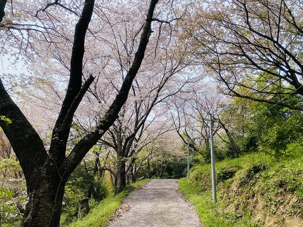 満水池公園　桜のアーケード
