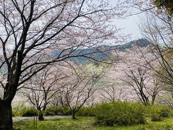 満水池公園　登ったところからみた桜