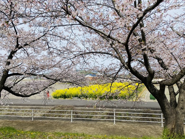 財田川水辺公園　桜と菜の花畑