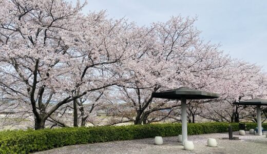 財田川水辺公園 桜並木のお花見スポットと見頃 三豊市