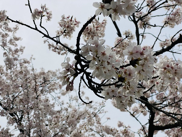 財田川水辺公園　満開の桜