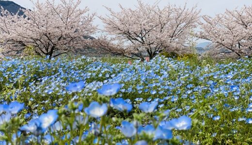 善通寺五岳の里市民集いの丘公園 桜とネモフィラのお花見