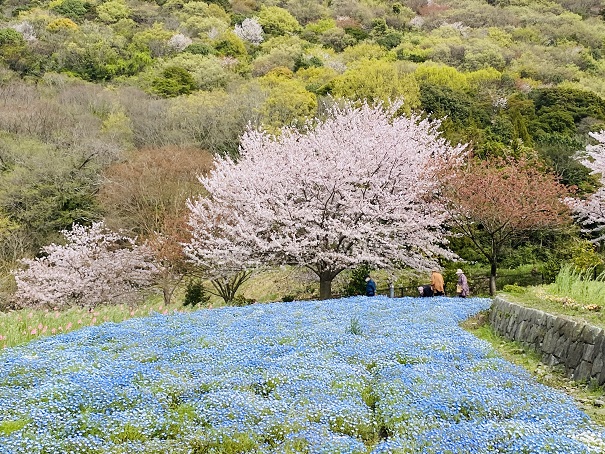 善通寺五岳の里市民集いの丘公園　ネモフィラと桜