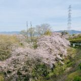 常盤公園　桜