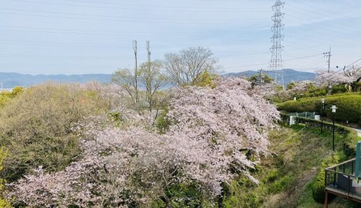 常盤公園と恋人の聖地 聖通寺 桜のお花見ｽﾎﾟｯﾄと見頃 坂出市 宇多津町