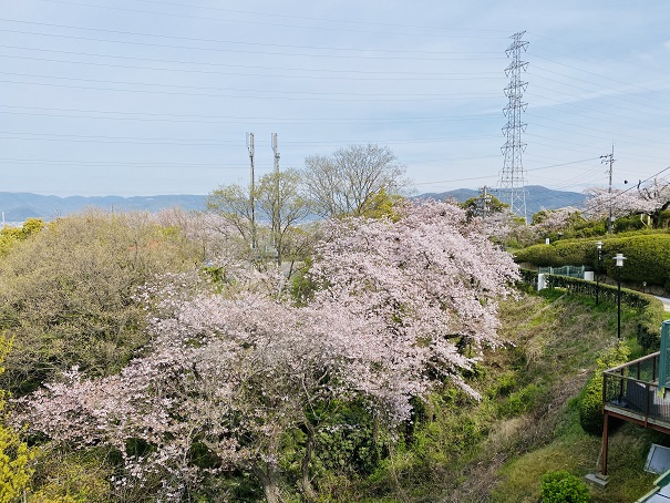 常盤公園　桜