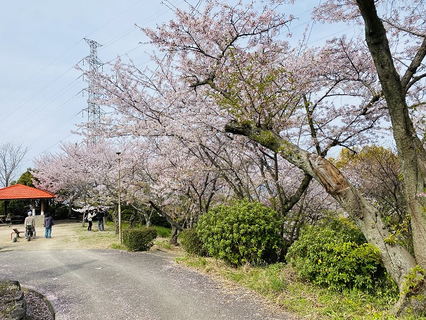 聖通寺山山頂　桜