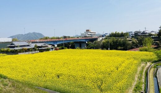 道の駅滝宮のすぐ隣の菜の花畑 黄色い絨毯と見頃 綾川町