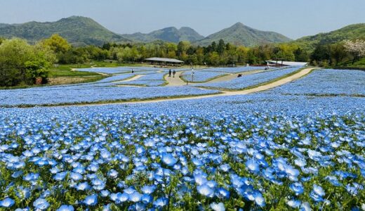 香川県 ネモフィラの青い花 おすすめ鑑賞スポット4選と見頃