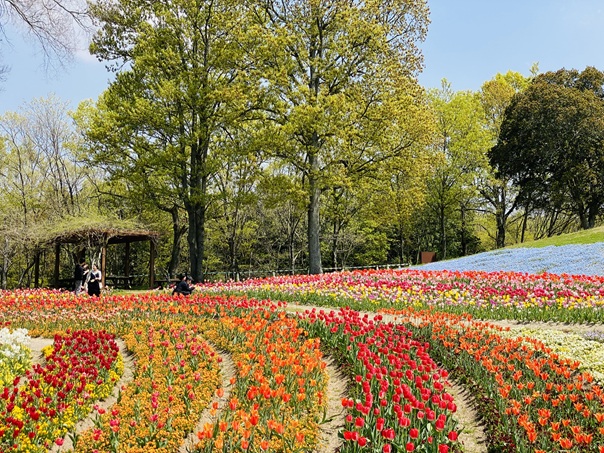 国営讃岐まんのう公園　チューリップとネモフィラ