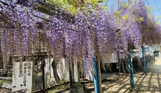 禎祥寺 観音堂のふじの花 樹齢400年の藤棚と見頃 西条市