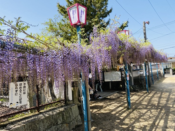 禎祥寺　藤