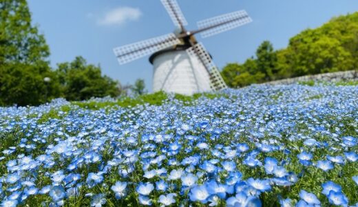 あすたむらんど徳島 風車の丘ネモフィラの花咲く丘 板野町