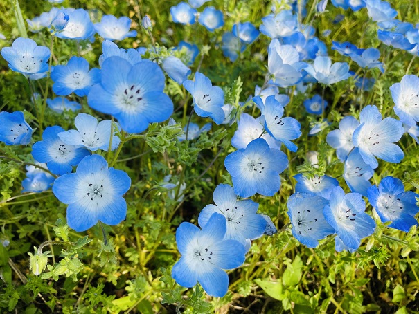 青いお花　ネモフィラ