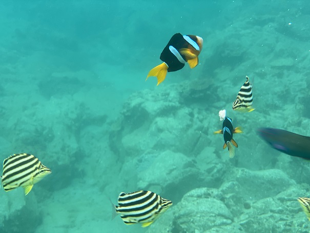 シュノーケリング体験 ｶﾗﾌﾙな熱帯魚と泳げるツアーと探し方