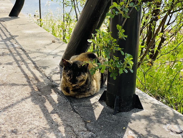 男木島　サビ猫