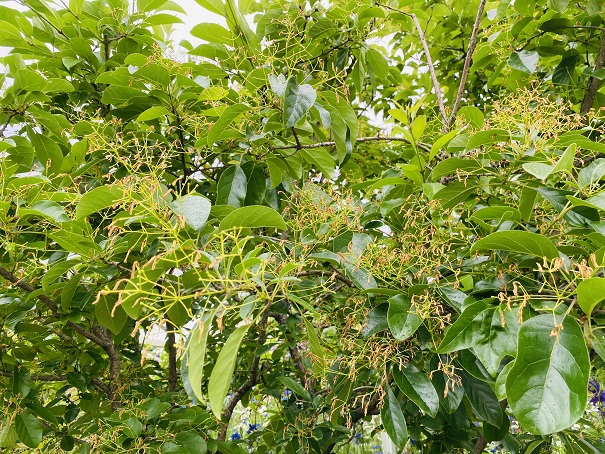 ガーデン四季　ナンジャモンジャの木