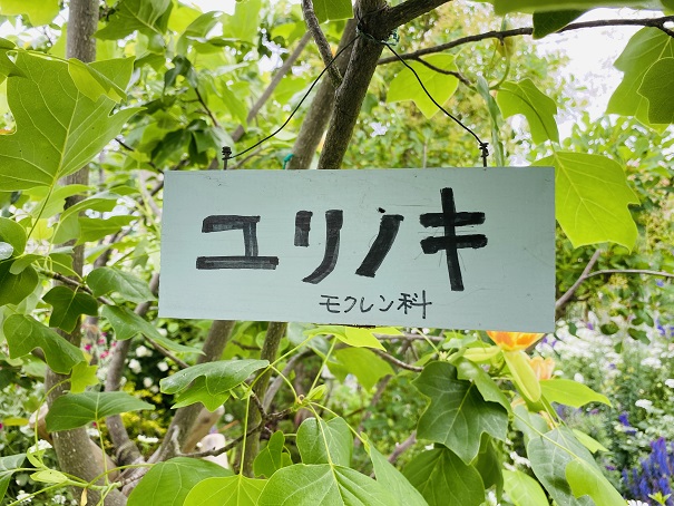 ガーデン四季　ユリノキ名札
