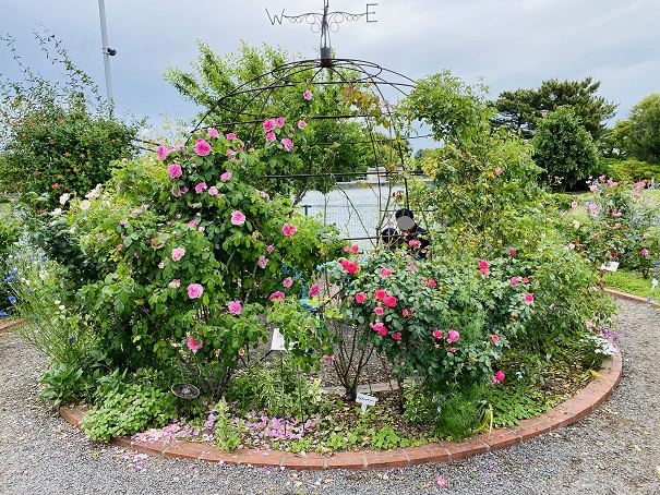 仏生山公園　バラのドーム