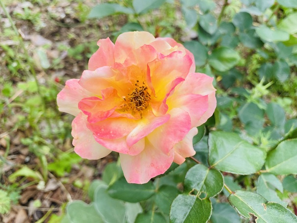 仏生山公園　アンネのバラ