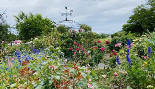 仏生山公園 100株のバラが見れる小さなバラ園を鑑賞 高松市