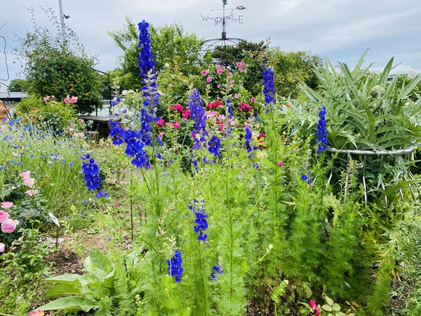 仏生山公園　青い花