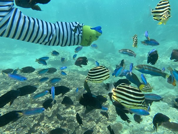 シュノーケリング体験ﾂｱｰ 熱帯魚と遊ぶ準備とアイテム 服装
