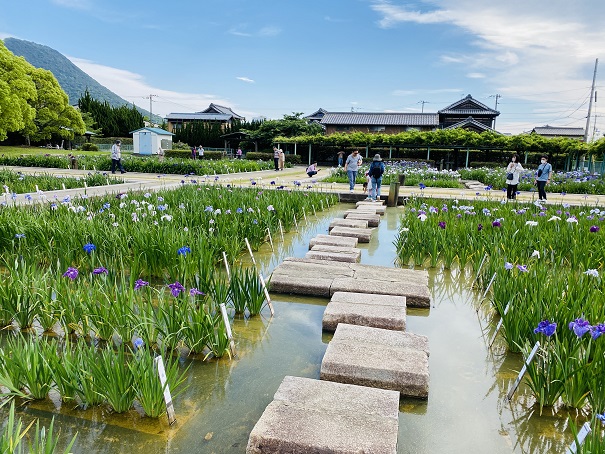 かわつ花菖蒲園　石畳