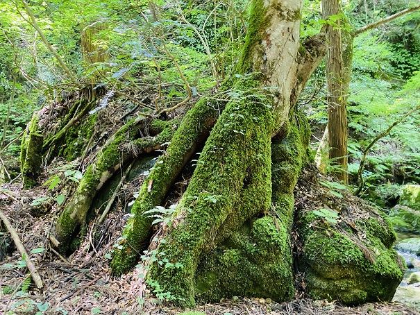 山乗渓谷　岩に沿う木の根