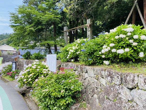 惣河内神社　入口のアジサイ