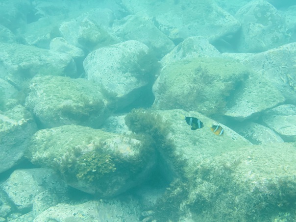 樫西海水浴場熱帯魚