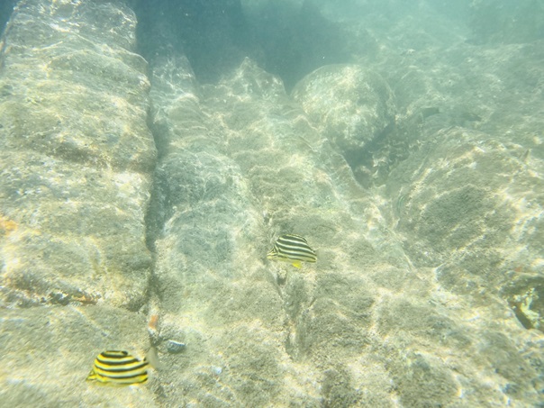 桜浜海水浴場熱帯魚