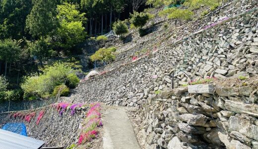 高開の石積み 300年以上前に造られた段々畑と芝桜 吉野川市
